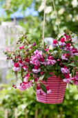 Bella Fuchsia Julia