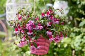 Bella Fuchsia Julia