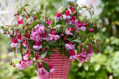 Bella Fuchsia Julia