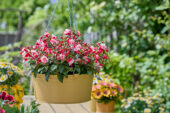 Bloeiende potplanten collectie
Argyranthemum Simba Semi Double Lemon
Bella Fuchsia® Camilla
Osteospermum Señorita Bonita
Pelargonium Elegance Femke