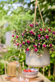 Bella Fuchsia Georgia