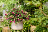 Bella Fuchsia Georgia