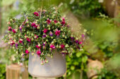 Bella Fuchsia Georgia
