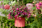 Bella Fuchsia® Sonja