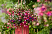 Bella Fuchsia® Sonja