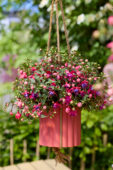 Bella Fuchsia® Sonja