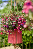 Bella Fuchsia® Sonja