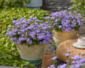 Ageratum houstonianum Monarch Magic