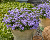 Ageratum houstonianum Monarch Magic