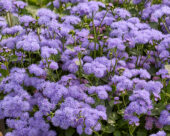Ageratum houstonianum Monarch Magic