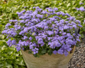 Ageratum houstonianum Monarch Magic