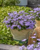 Ageratum houstonianum Monarch Magic