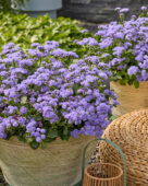 Ageratum houstonianum Monarch Magic