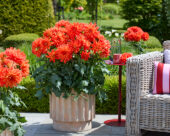 Dahlia LaBella® Maggiore Fun Elmo Ruffle