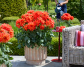 Dahlia LaBella® Maggiore Fun Elmo Ruffle