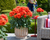 Dahlia LaBella® Maggiore Fun Elmo