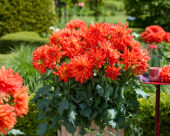 Dahlia LaBella® Maggiore Fun Elmo Ruffle