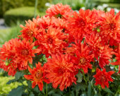 Dahlia LaBella® Maggiore Fun Elmo Ruffle