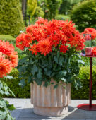 Dahlia LaBella® Maggiore Fun Elmo Ruffle