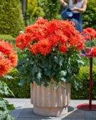 Dahlia LaBella® Maggiore Fun Elmo Ruffle