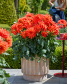 Dahlia LaBella® Maggiore Fun Elmo Ruffle