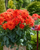 Dahlia LaBella® Maggiore Fun Elmo Ruffle