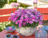 Dianthus It-Girl
