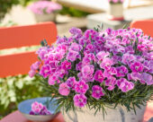 Dianthus It-Girl