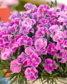 Dianthus It-Girl