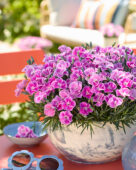 Dianthus It-Girl