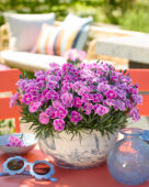 Dianthus It-Girl