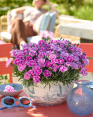 Dianthus It-Girl