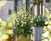 Digitalis purpurea HanaBee F1 White
