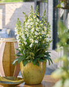 Digitalis purpurea HanaBee F1 White