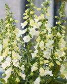 Digitalis purpurea HanaBee F1 White
