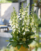 Digitalis purpurea HanaBee F1 White