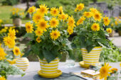 Helianthus annuus Sunfinity® Double Yellow