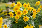 Helianthus annuus Sunfinity® Double Yellow