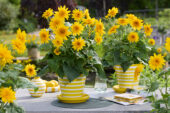 Helianthus annuus Sunfinity® Double Yellow