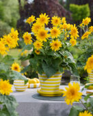 Helianthus annuus Sunfinity® Double Yellow