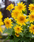 Helianthus annuus Sunfinity® Double Yellow
