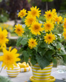 Helianthus annuus Sunfinity® Double Yellow