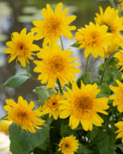Helianthus annuus Sunfinity Douvle Yellow