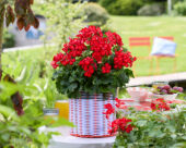 Pelargonium Grand Idols® Glory Days Red Orange Bicolor
