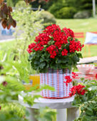 Pelargonium Grand Idols® Glory Days Red Orange Bicolor