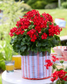 Pelargonium Grand Idols® Glory Days Red Orange Bicolor