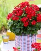 Pelargonium Grand Idols® Glory Days Red Orange Bicolor