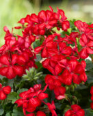 Pelargonium Grand Idols® Glory Days Red Orange Bicolor