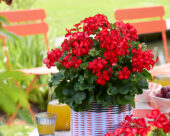 Pelargonium Grand Idols® Glory Days Red Orange Bicolor