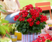 Pelargonium Grand Idols® Glory Days Red Orange Bicolor